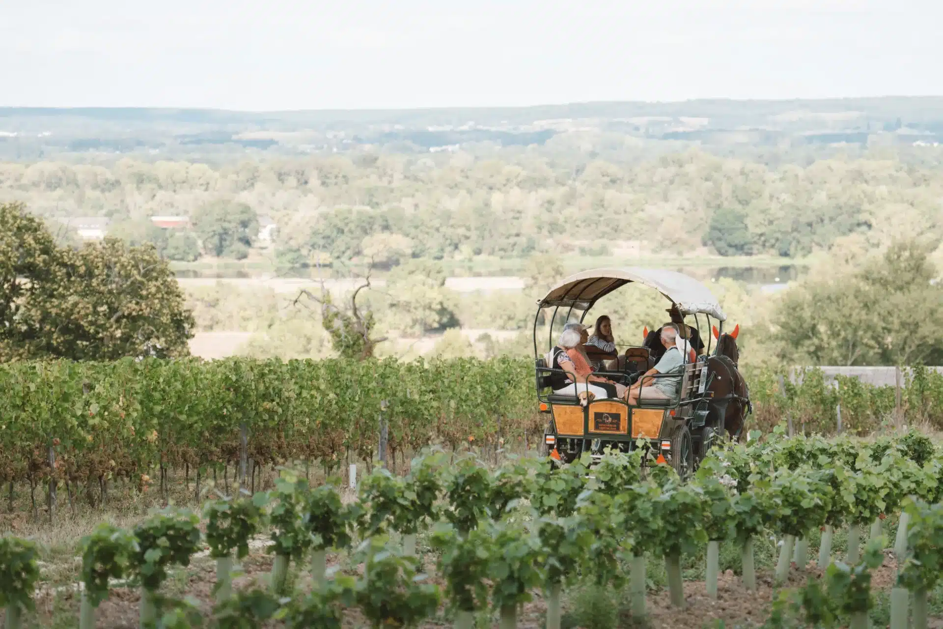 Vignoble Maison Langlois Saumur