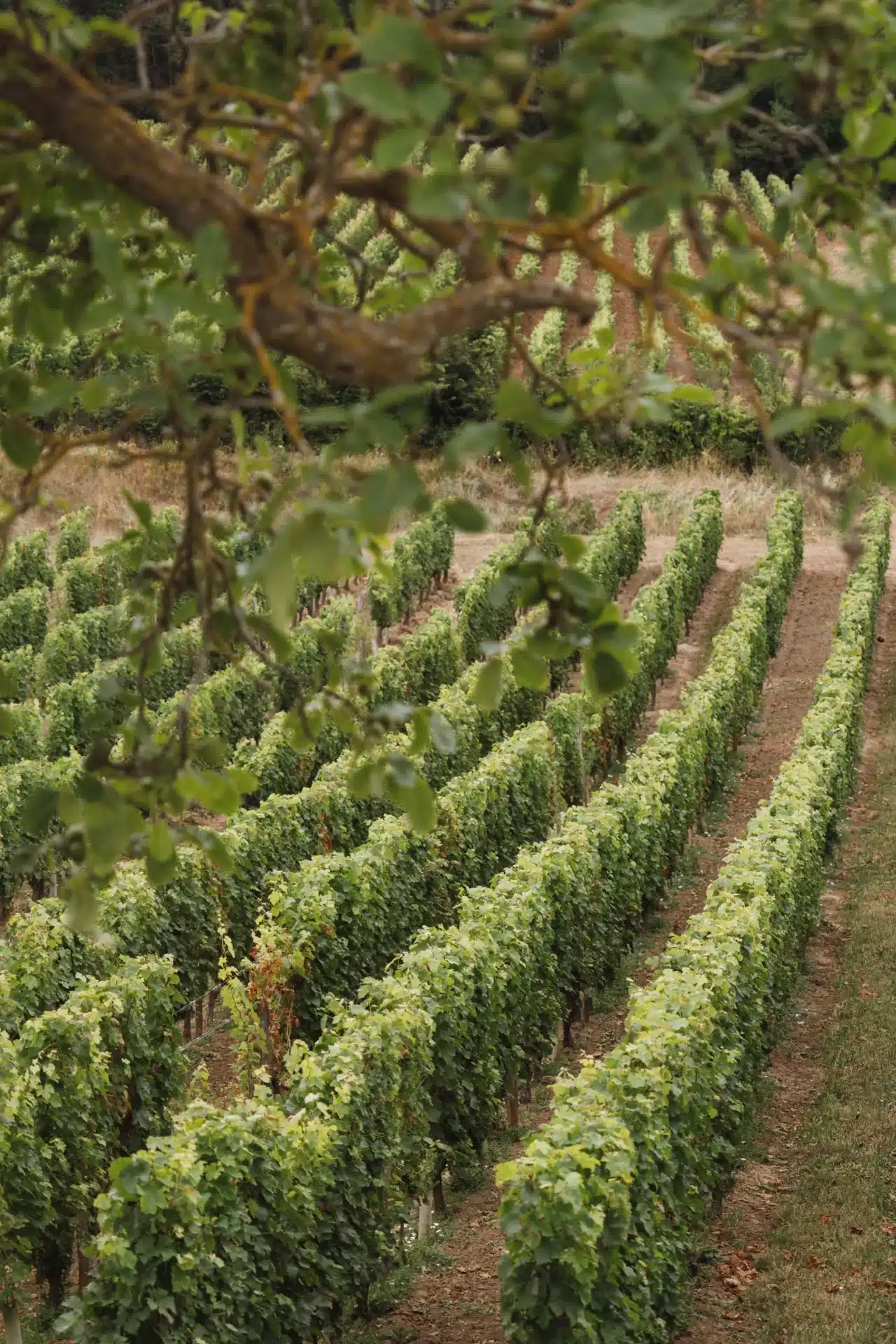 Vignes de la Maison Langlois