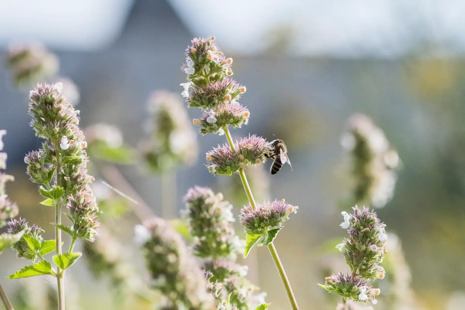 Abeille sur les fleurs à Fontevraud