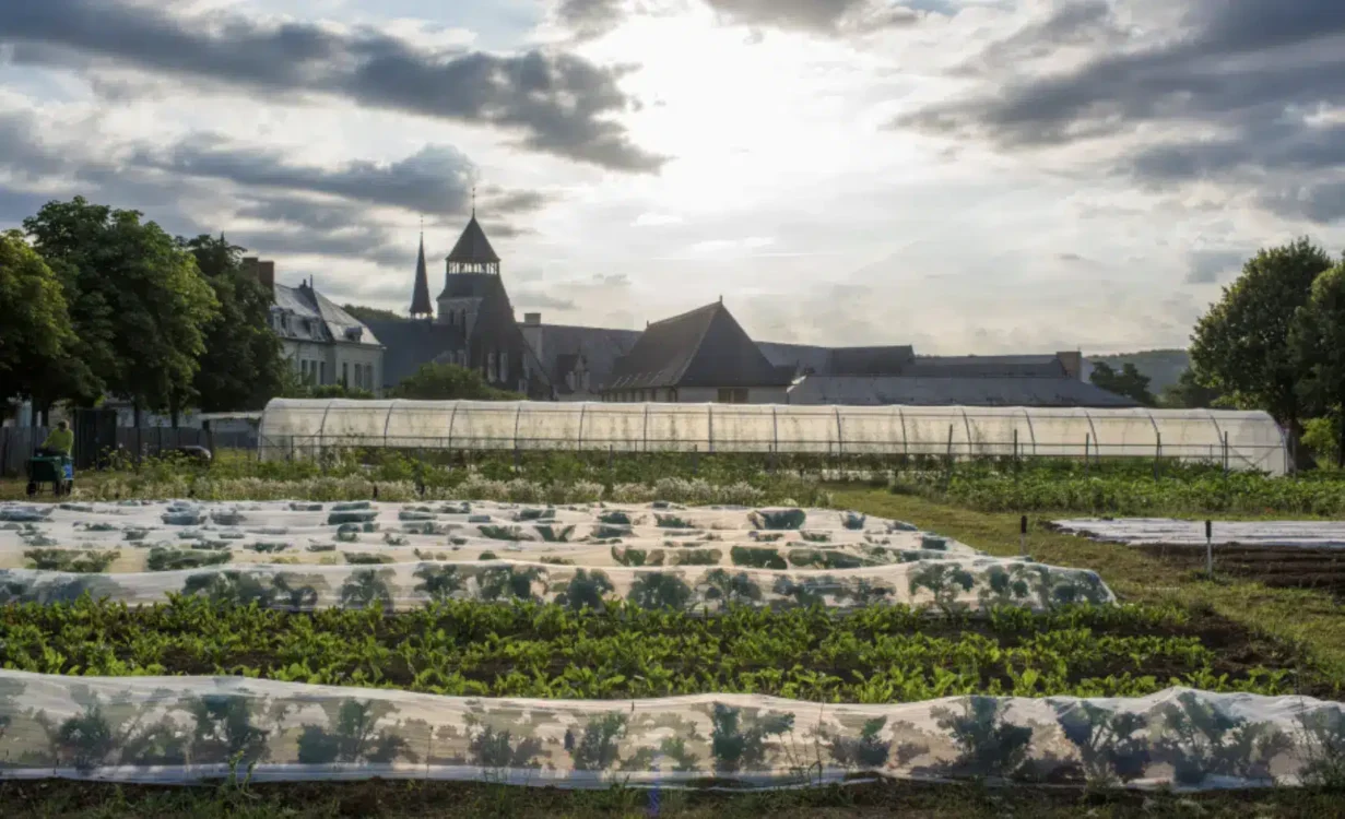 Potager Abbaye royale de Fontevraud